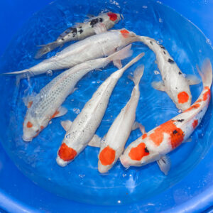 Asagi, Tancho Mix, Sanke