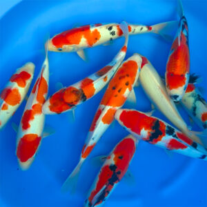 Kohaku, Sanke, Showa