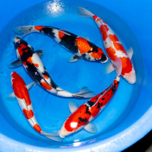 Showa, Sanke, Ginrin Kohaku