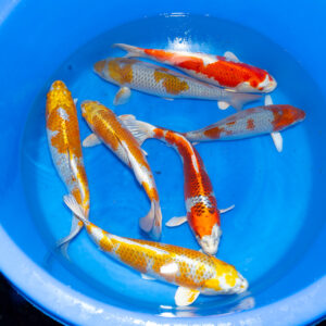 Nisai Mix