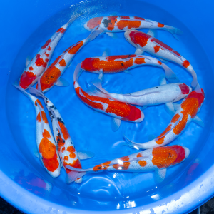 Pearl Ginrin Go Sanke