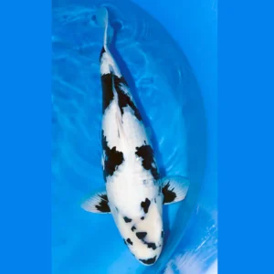 VHQ Shiro Utsuri (M Godzilla Bloodline)