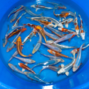 Selected Tosai (WYSIWYG) TEST