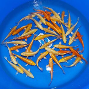 Yamabuki & Orenji Ogon