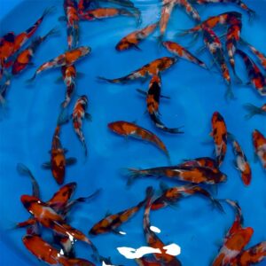 Showa (Pandora Bloodline)