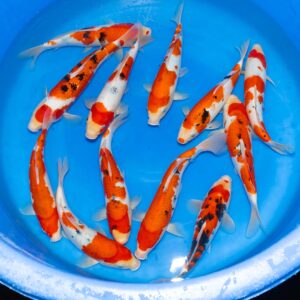 Matsunosuke Sanke Box 1 of 3