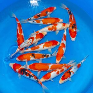 Matsunosuke Sanke Box 2 of 3