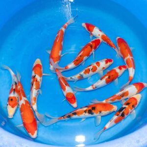 Matsunosuke Sanke Box 3 of 3