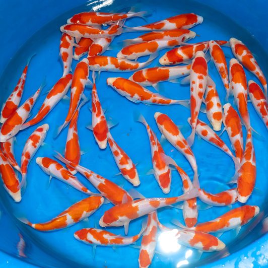 202402 Genjiro Selected Tosai Kohaku 22-27cm