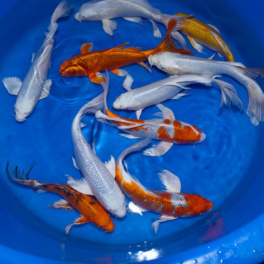 202402 SP-C150 Yamazaki Nisai Long Fin Mix WYSIWYG
