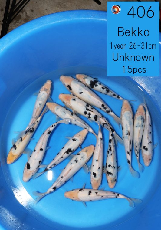202503 OYA02-406-べっ甲26-31㎝15pcs