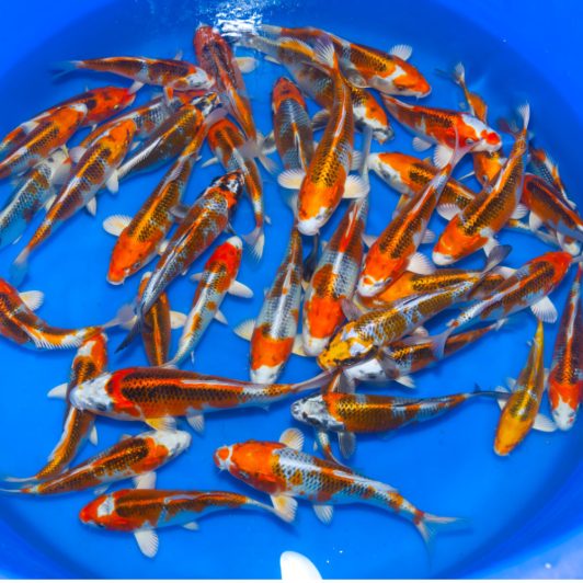 202503 SP-C700 Wada Tosai Kujaku & Kirin 15-22cm WYSIWYG