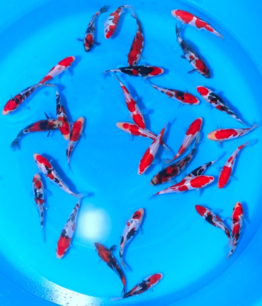 8-MHI-006 Maruhide Tosai Selected Doitsu Mix 14-15 cm WYSIWYG