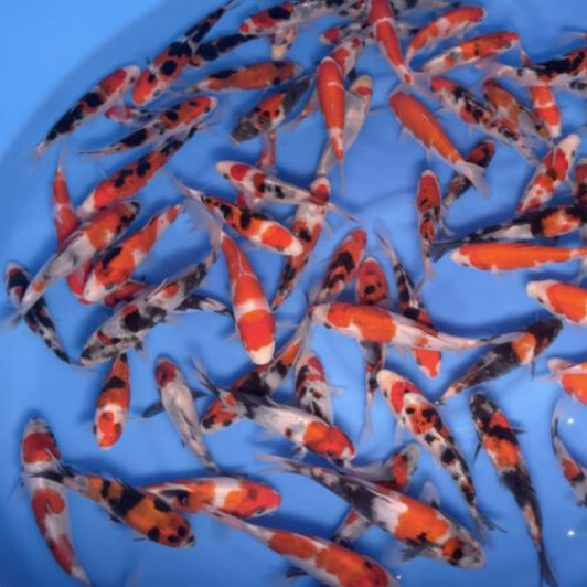 8-OOY-27 Ooya Tosai Selected Gosanke Mix 12-15 cm WYSIWYG