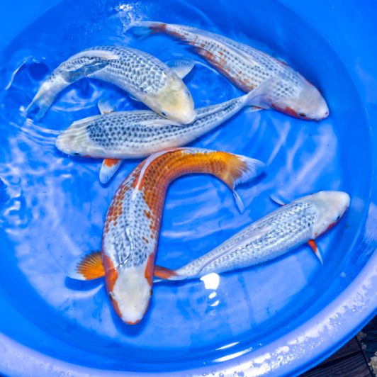 ASP-C61 Wada Selected Nisai Asagi