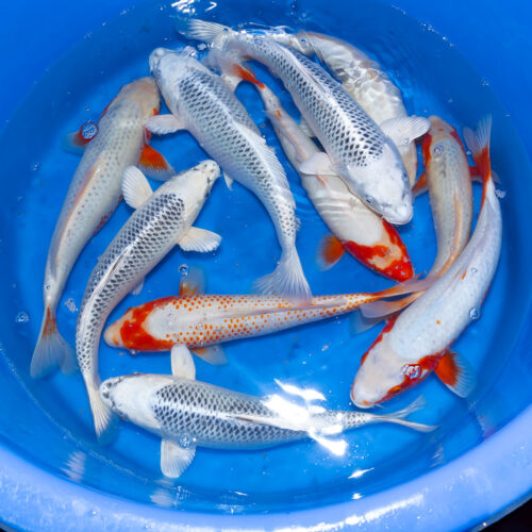 SP-039 Tanaka S Nisai Gin Matsuba & Asagi 35-40cm