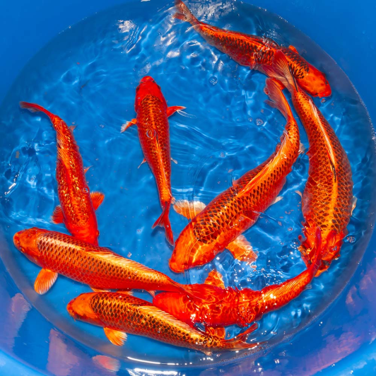 SP-C002 Maruhiro Nisai Aka Matsuba Ogon 38-43cmB