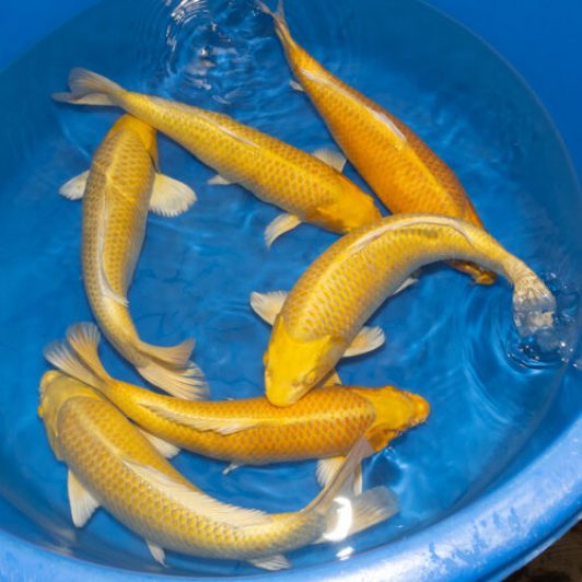 SP-C009 Marujyu Nisai Yamabuki 44-47cm