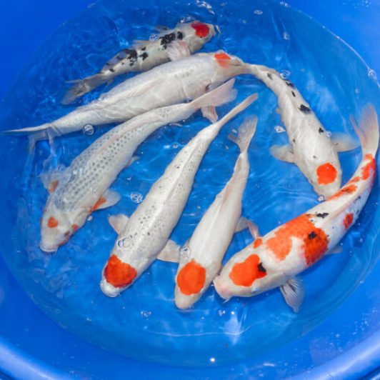 SP-C011 Hosokai Nisai Mix 30-40cm