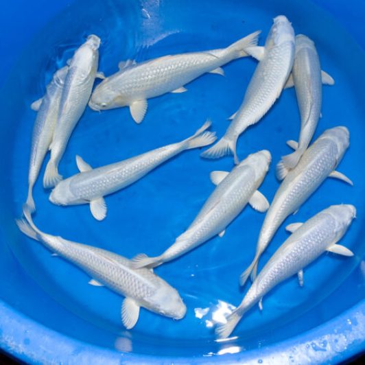 SP-C017 Yamasan Nisai Purachina 30-35cm