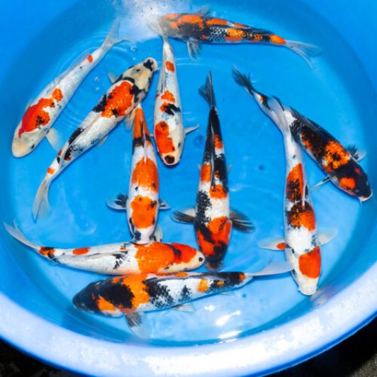 SP-C028 Koshiji Nisai Ginrin Showa 30-35cm