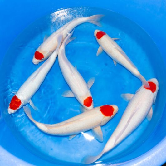 SP-C033 Maruhiro Nisai Tancho 40-45cm