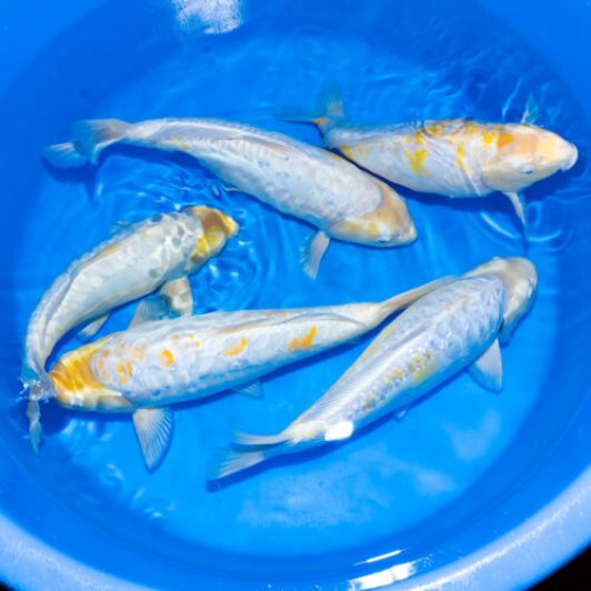 SP-C037 Kobayashi Jumbo Nisai Dragon Diamonds 45-50cm