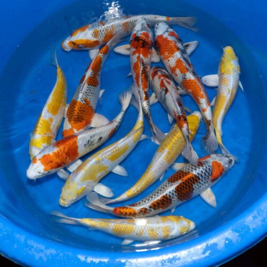 SP-C038 Tanaka S Nisai Mix 28-35cm