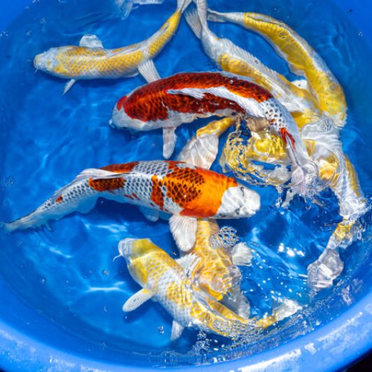 SP-C040 Tanaka S Nisai Kujaku & Hariwake 30-40 cm