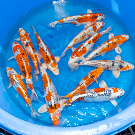 SP-C042 Yamazaki Nisai Mix 30-35cm.m