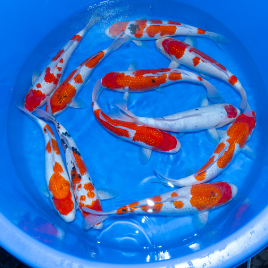 SP-C043 Sekiguchi Nisai Pearl Ginrin Go Sanke 30-35cm.m