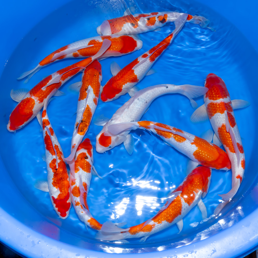 SP-C044 Sekiguchi Nisai Pearl Ginrin Go Sanke 30-35cm.m