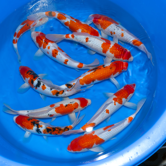 SP-C045 Sekiguchi Nisai Pearl Ginrin Go Sanke 30-35cm.m