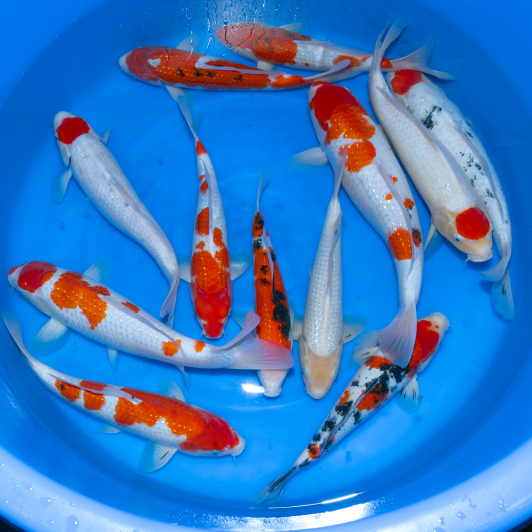 SP-C046 Sekiguchi Nisai Pearl Ginrin Go Sanke 30-35cm.m