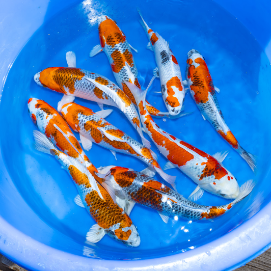 SP-C047 Tanaka S Nisai Kujaku & Kin Showa 30-35cm.m