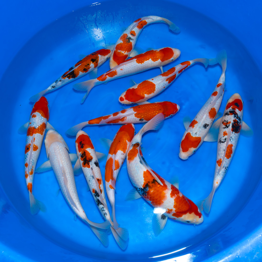 SP-C050 Sekiguchi Nisai Pearl Ginrin Mix 30-40cm