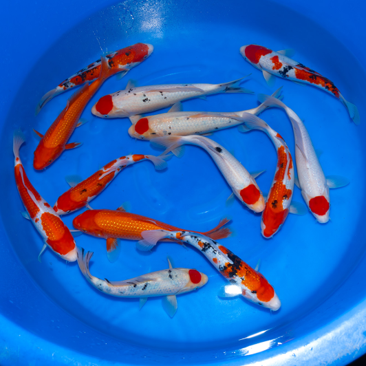 SP-C051 Sekiguchi Nisai Pearl Ginrin Mix 30-35cm