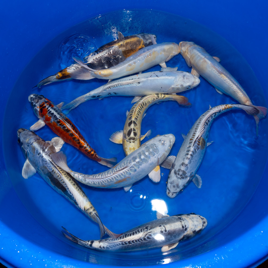 SP-C054 Maruhiro Nisai Doitsu Metallic Mix 30-35cm