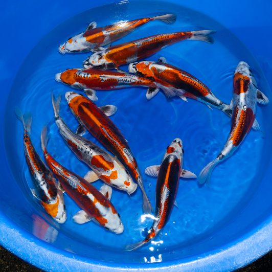 SP-C056 Kawakami VHQ Nisai Benikikokuryu 33-38cm.mov