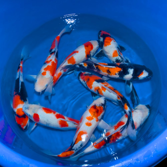 SP-C062 Tanaka S Nisai Showa 35-40cm