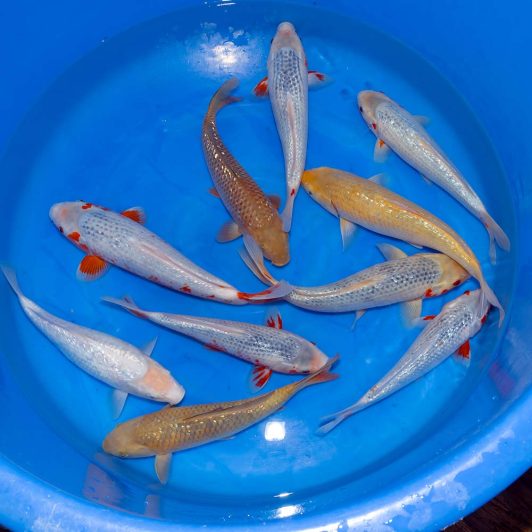 SP-C069 Maruhiro Nisai Ginrin Mix 30-35cm