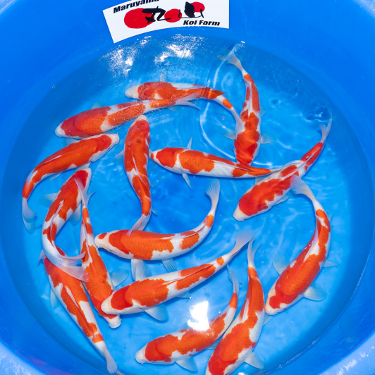 SP-C071 Maruyama Jumbo Tosai Kohaku 30-35cm