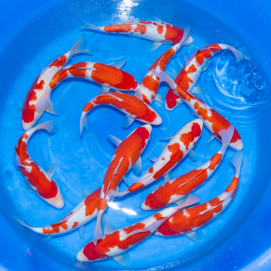 SP-C073 Maruyama Jumbo Tosai Kohaku 30-35cm