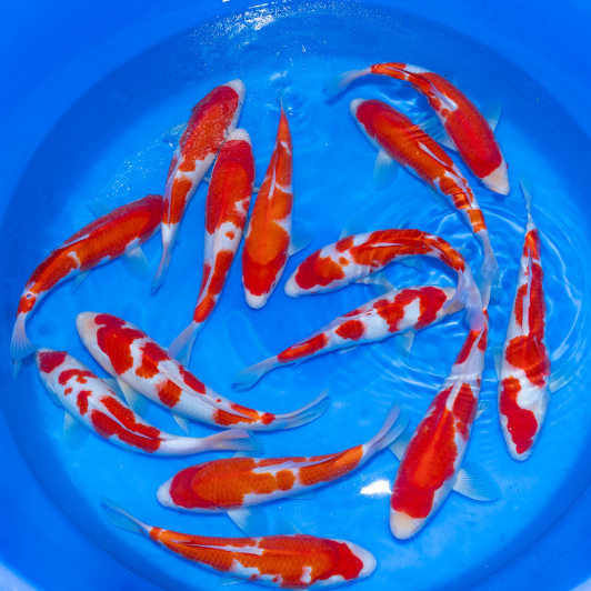 SP-C074 Maruyama Jumbo Tosai Kohaku 30-35cm