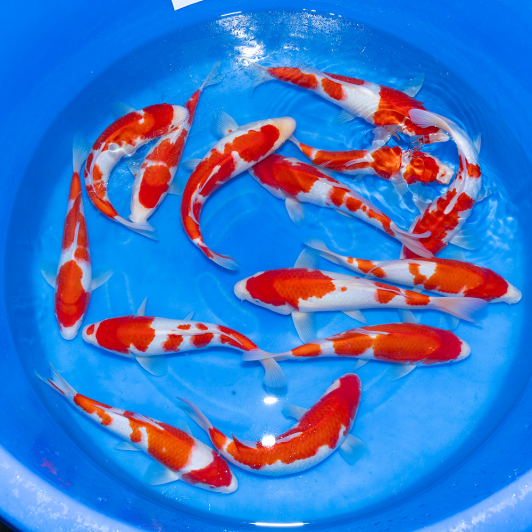 SP-C075 Maruyama Jumbo Tosai Kohaku 30-35cm