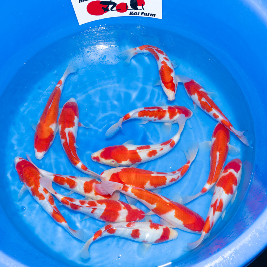 SP-C076 Maruyama Jumbo Tosai Kohaku 30-35cm