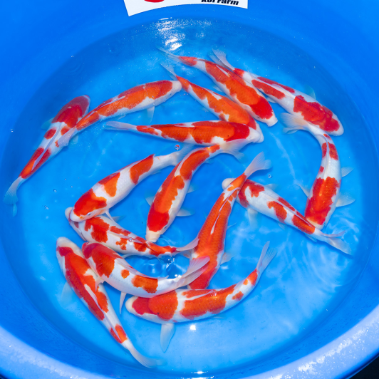 SP-C077 Maruyama Jumbo Tosai Kohaku 30-35cm