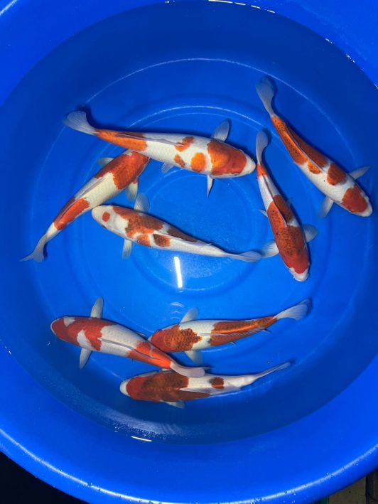 Takatatsu Nisai HQ Goromo