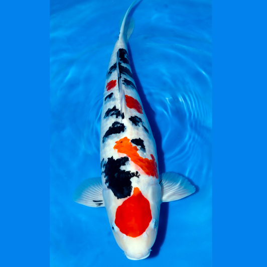 Tamaura Sansai Sanke 62cm SQ