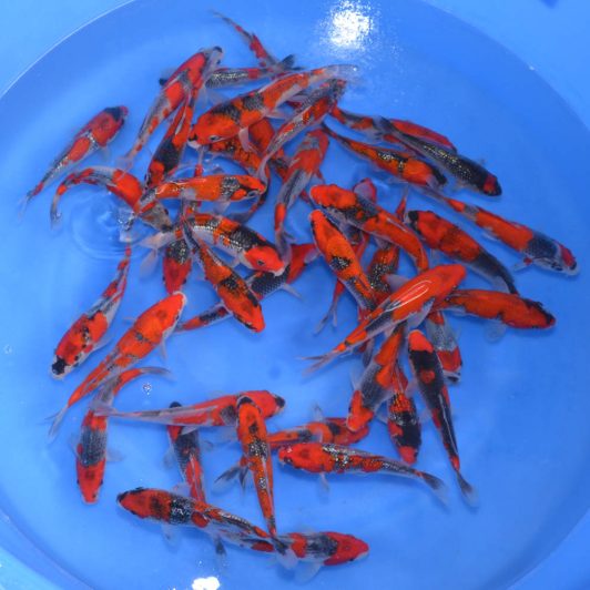 a202501 SP-A011 Kawakami Tosai Selected Tateshita Kuro Goshiki 14-18 cm WYSIWYG